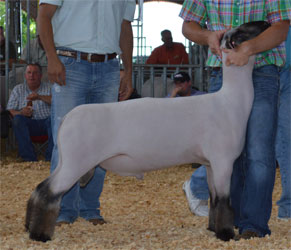 Sedalia - MidWest Stud Ram Sale